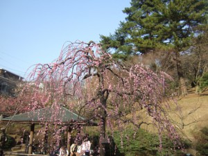 2011年2月-大倉山梅園
